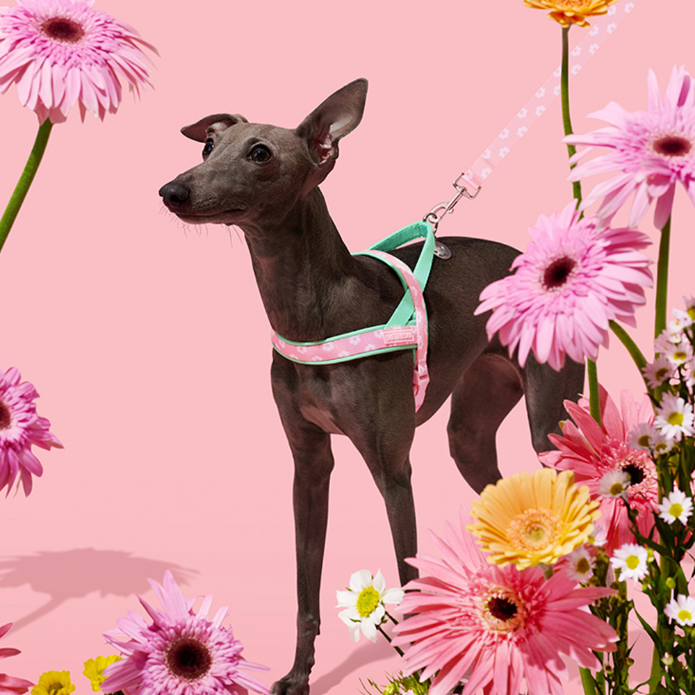 Luxury Pet Chest Strap Tractio - đánh giá và giá Headcollar Rope Set